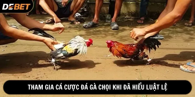 Cá cược đá gà chọi tại Debet đa dạng giải đấu quan trọng