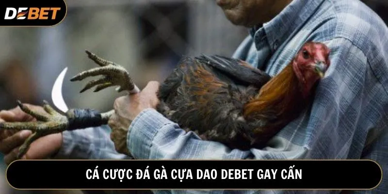 Xem đá gà cựa dao trực tuyến trên ứng dụng Debet