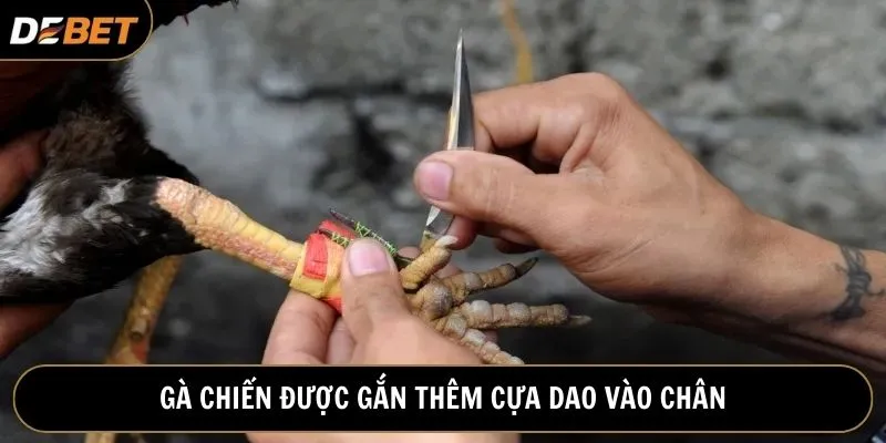 Cấu tạo cựa dao với phần lưỡi sắc tạo vết thương dạng cắt