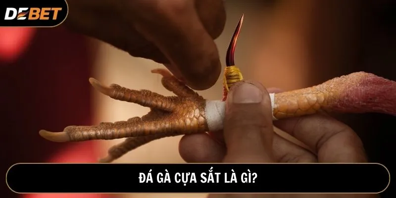 Đá gà cựa sắt là gì?
