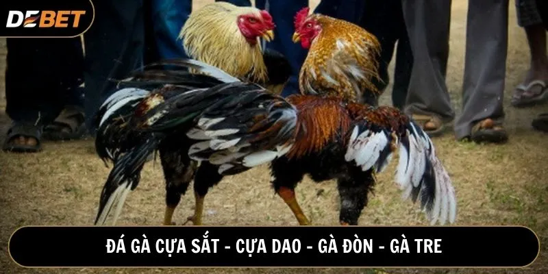 Có nhiều hình thức chọi gà phù hợp thành viên Debet