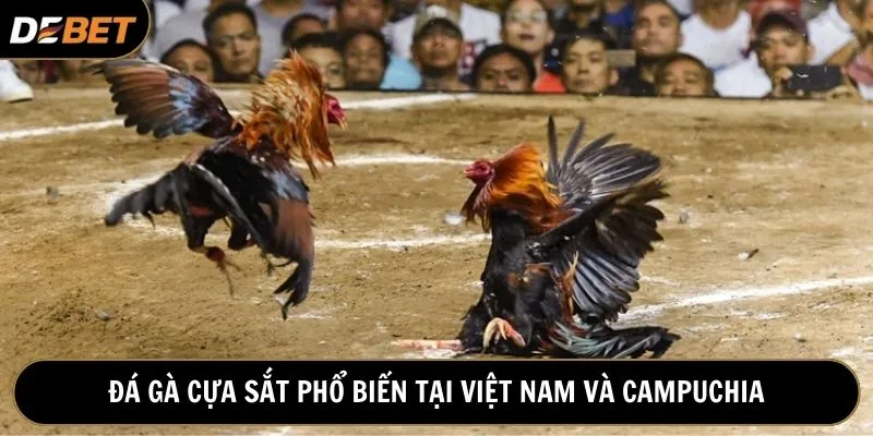 Ai nên chơi đá gà cựa sắt?